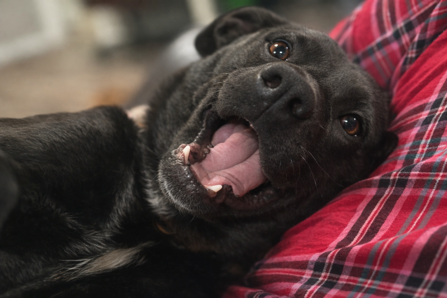Help Save Sissy: Heartworm Treatment Needed campaign photo, 4 of 8