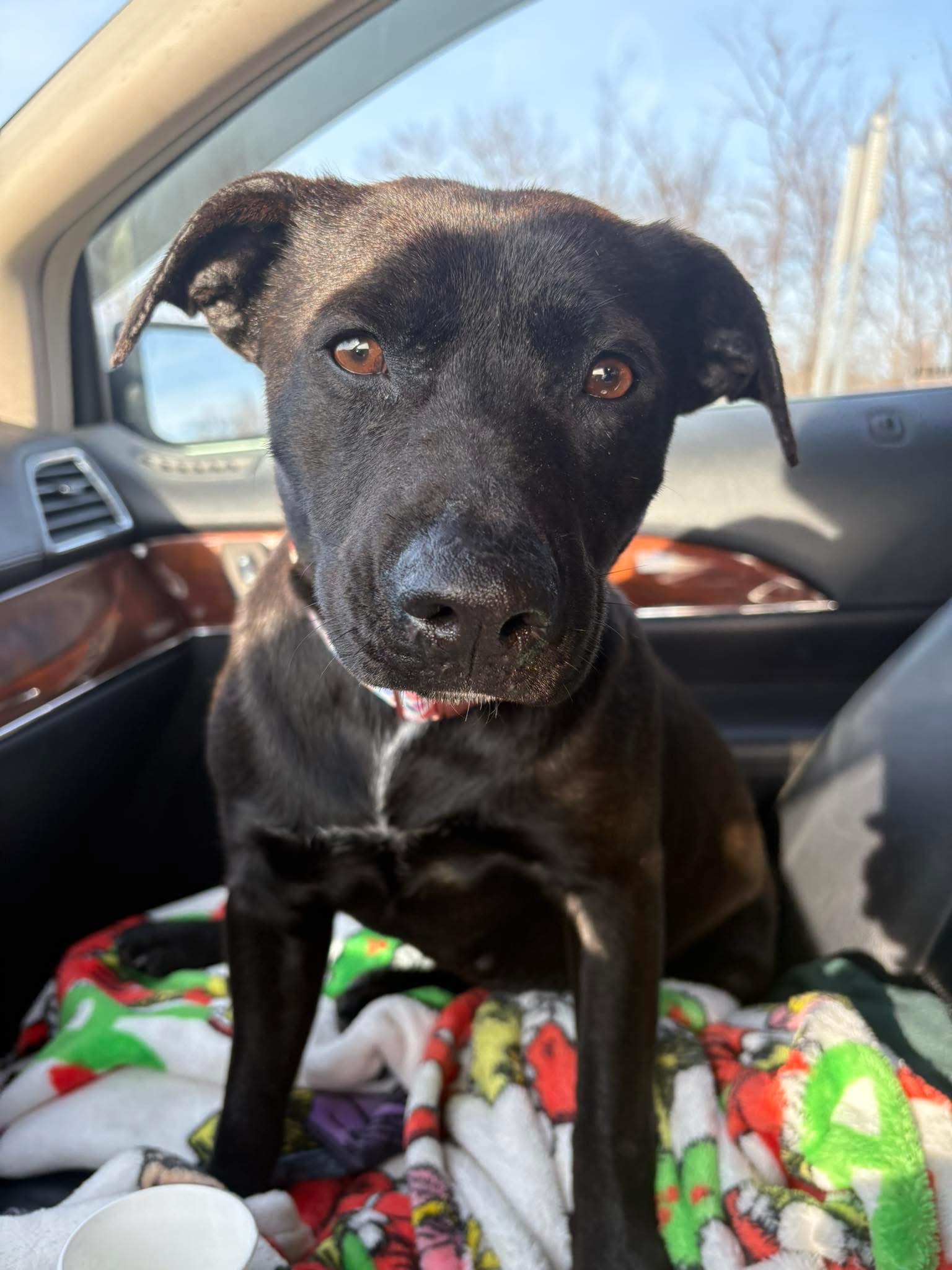 Help Save Sissy: Heartworm Treatment Needed campaign photo, 5 of 8