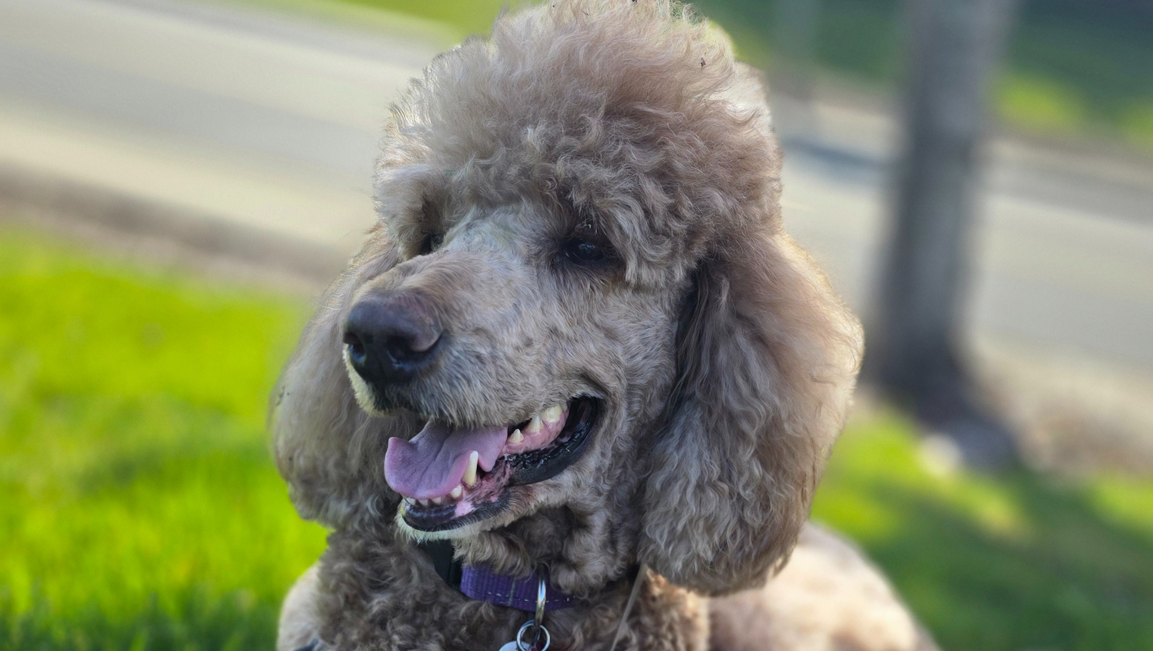 Help Mya Get Lifesaving Surgery photo
