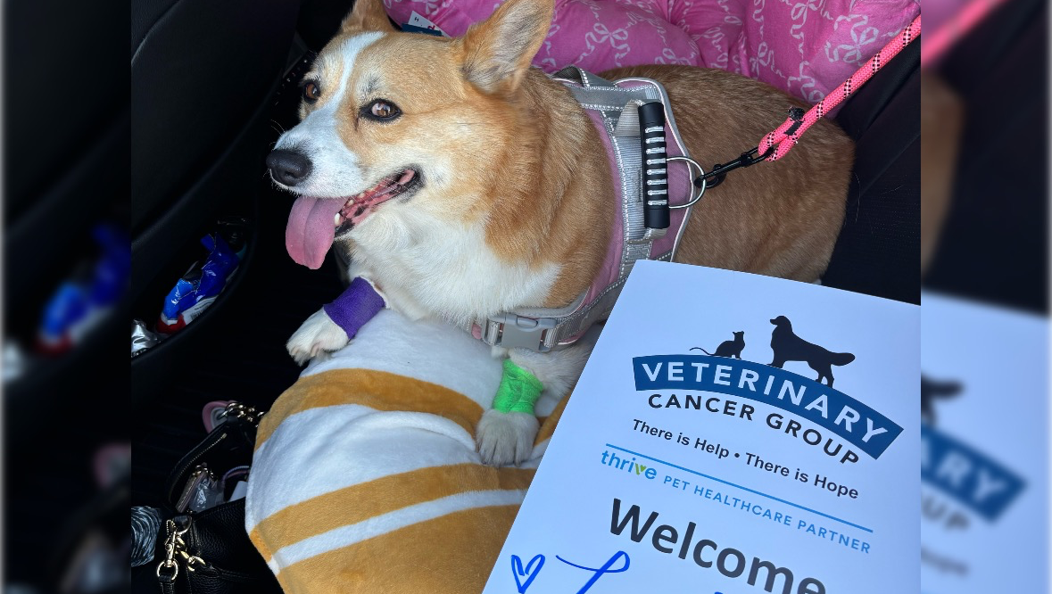 Help My 5-Year-Old Dog Lulu Fight Lymphoma photo
