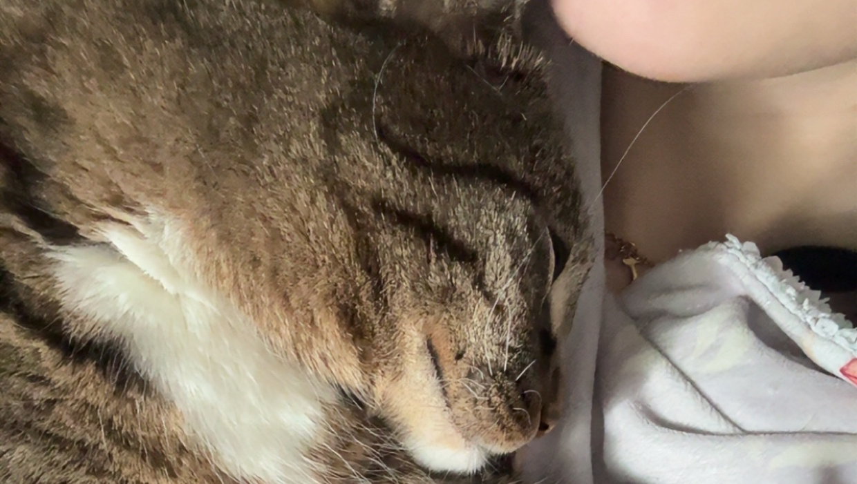 Help us reach this goal for our darling honey he’s suffering photo