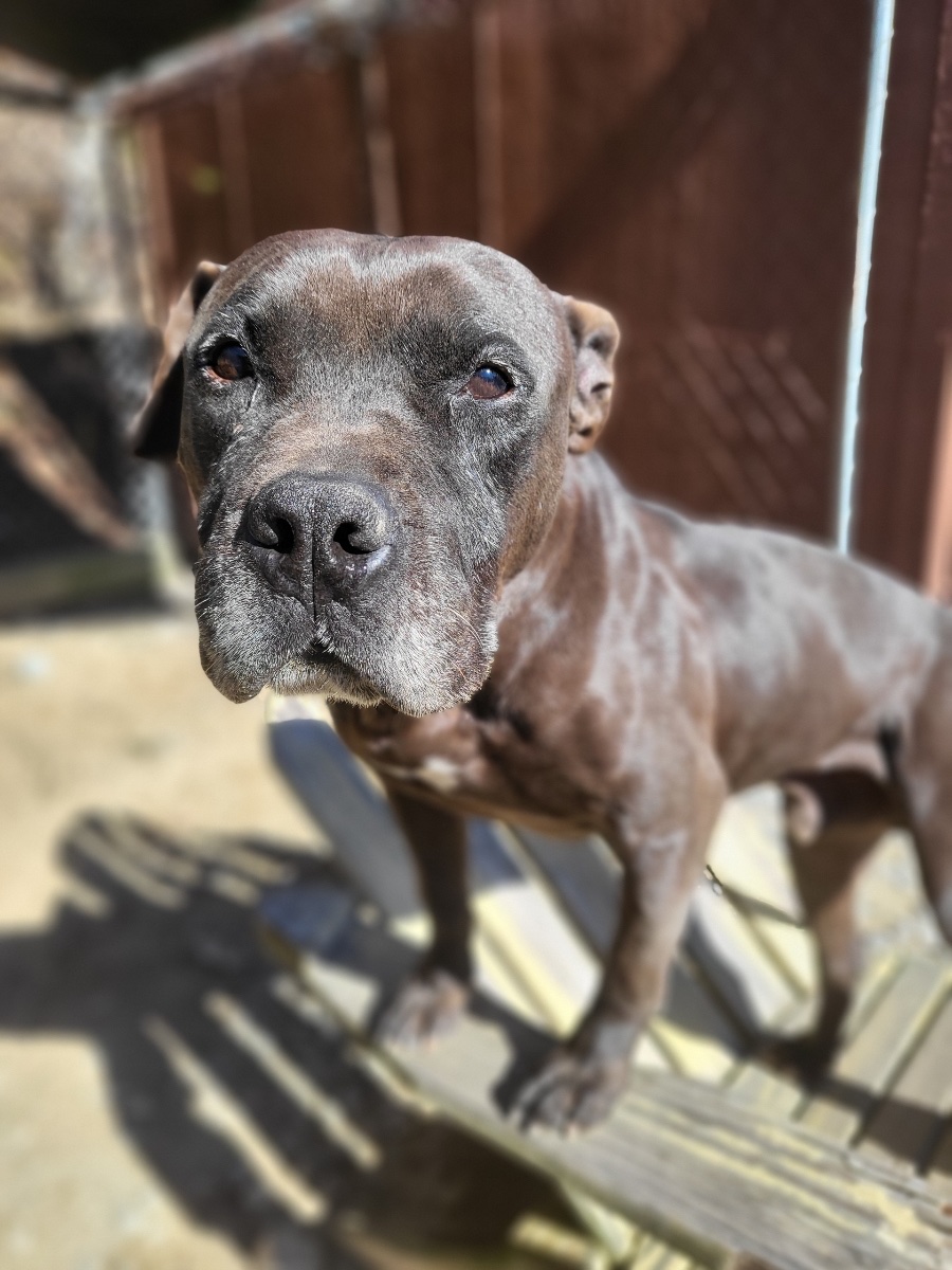 Support The Mercy Dog Project's Efforts campaign photo, 5 of 6