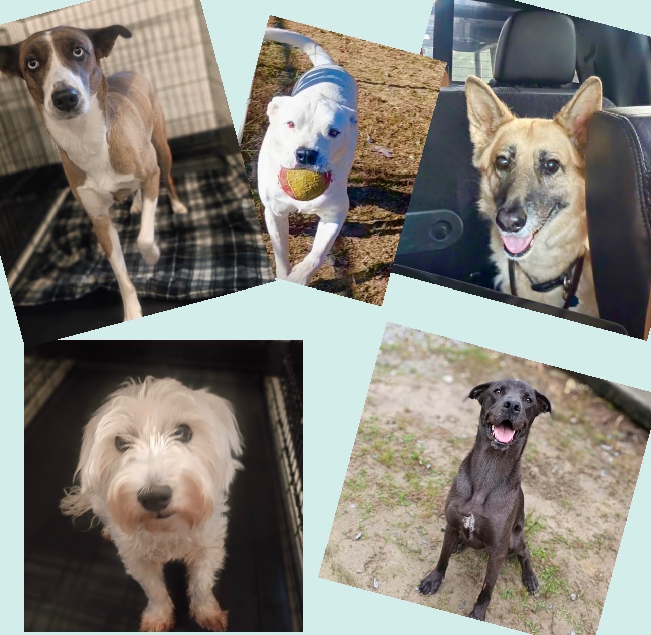 Support The Mercy Dog Project's Efforts campaign photo, 2 of 6