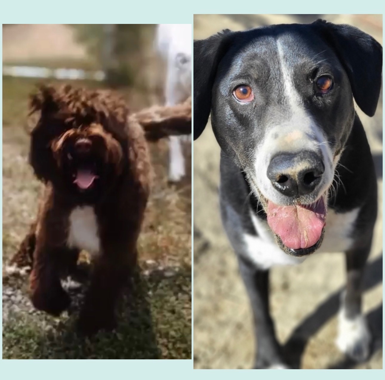 Support The Mercy Dog Project's Efforts campaign photo, 4 of 6