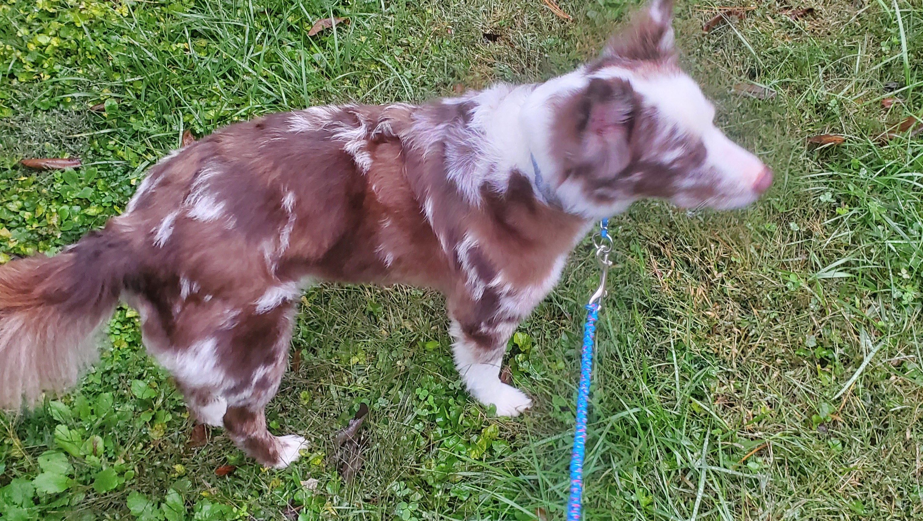 Help Kota Get the Care He Deserves photo