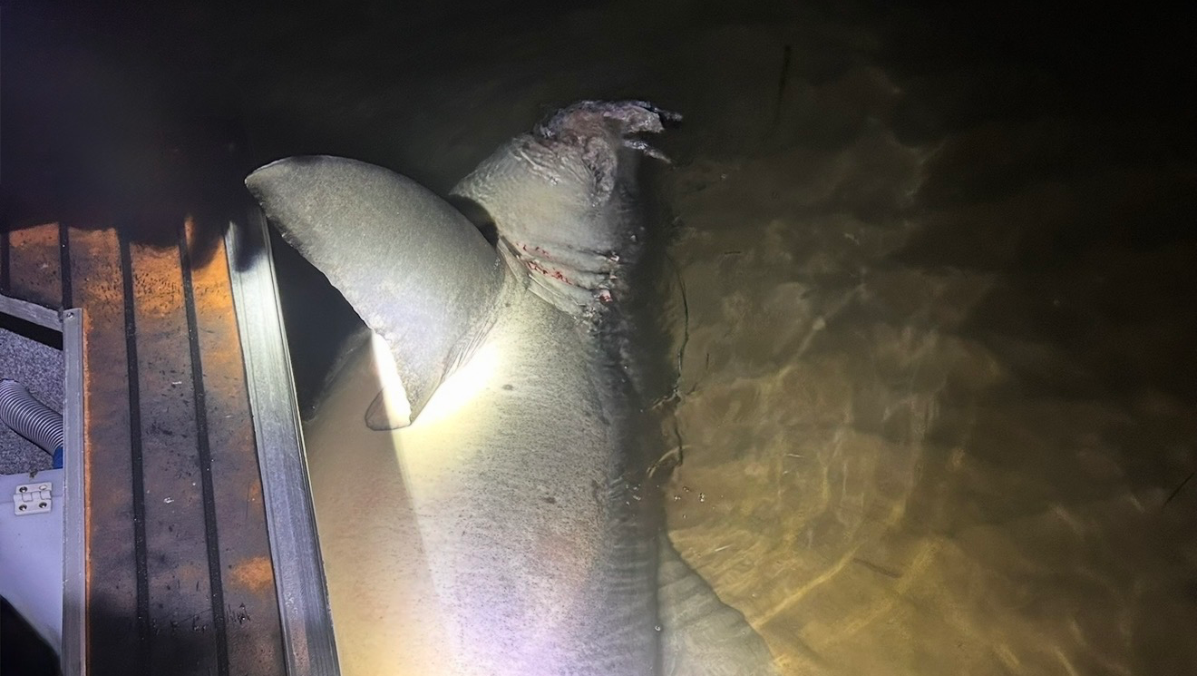 Targeting bulksharks along the NSW coast