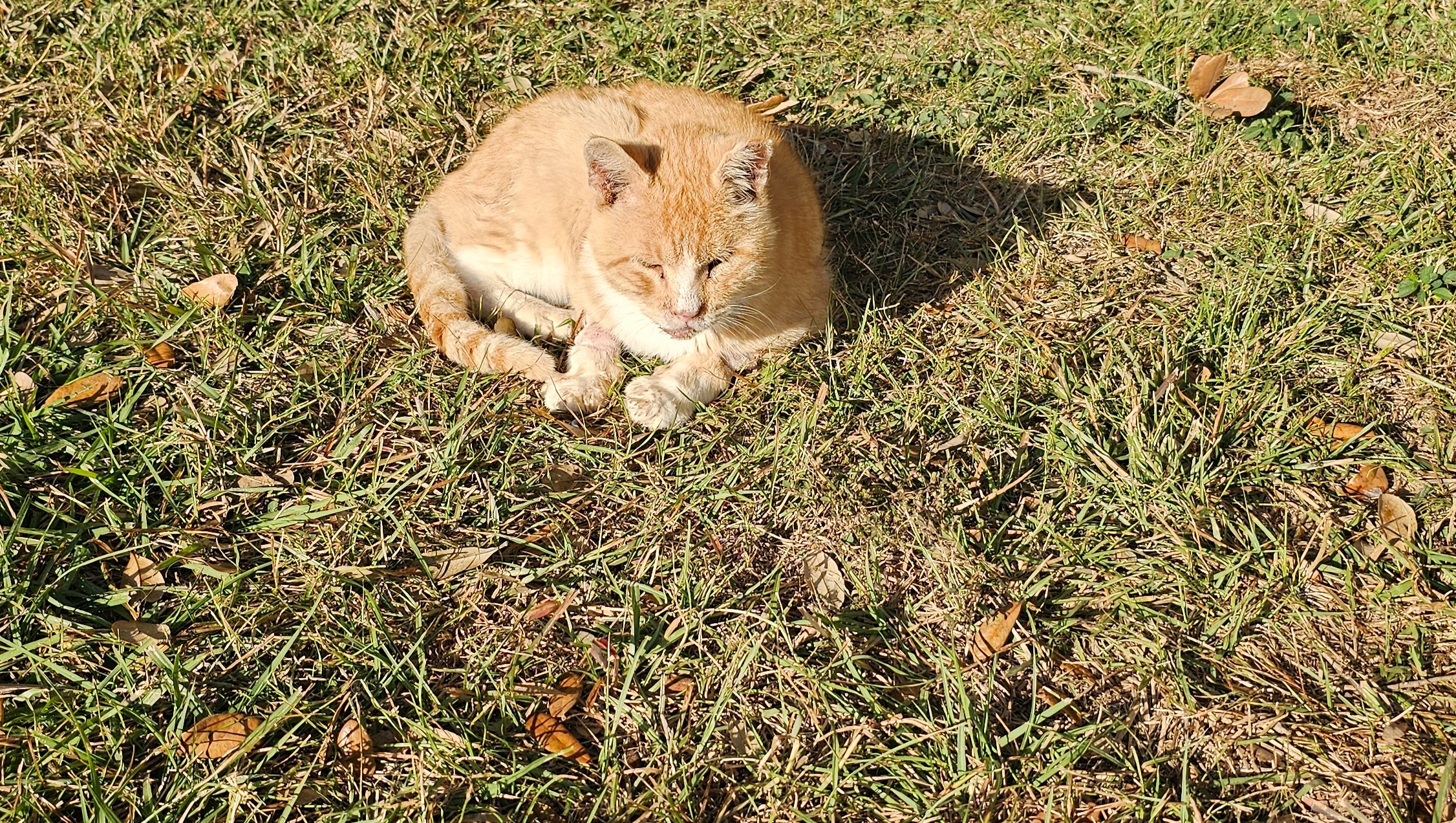 Give Two Feral Cats a Pain-Free Future photo