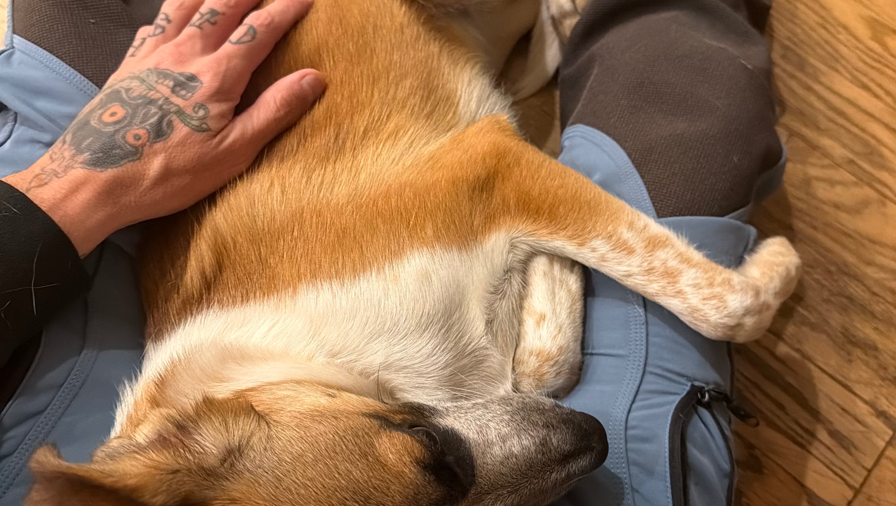 Support Spay and Care for Rescued Pets photo