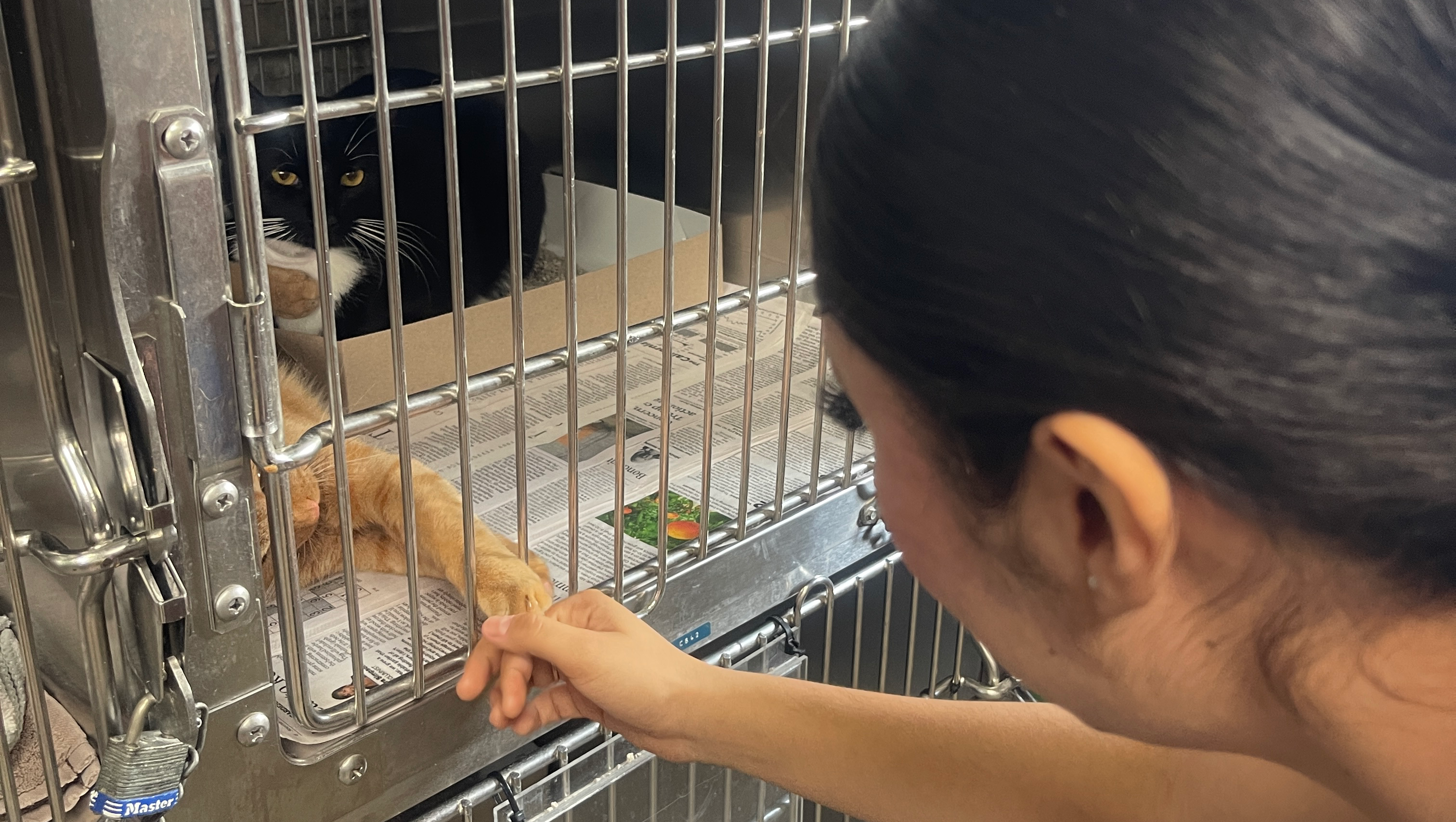 Paws in Need  photo