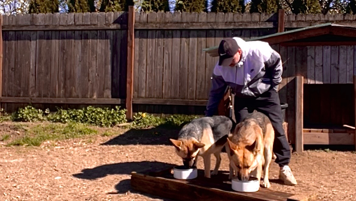 Help German Shepherds Heal from PTSD photo