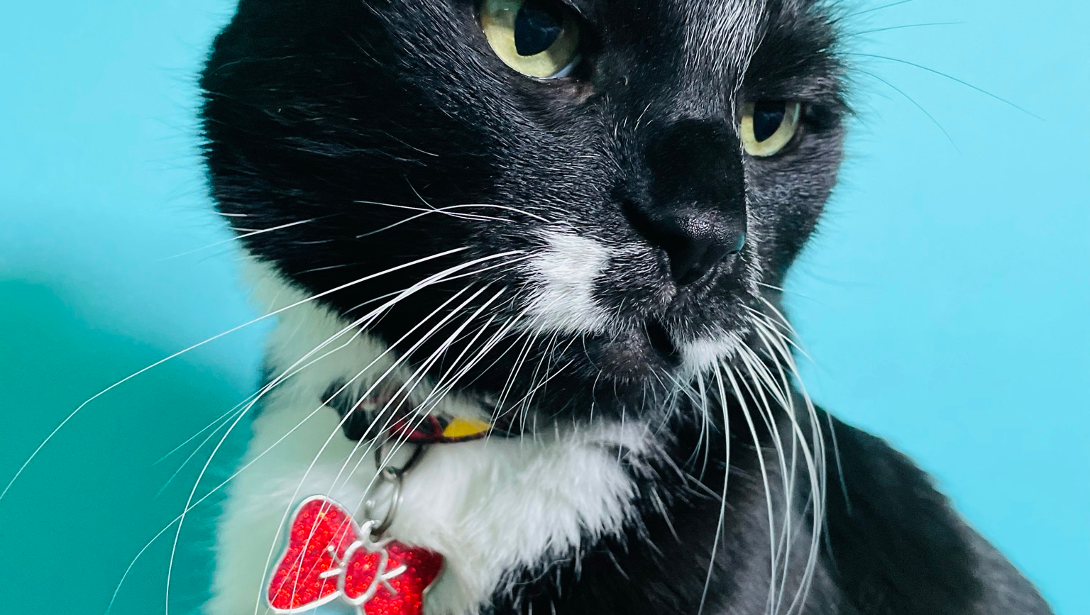Help My Senior Cat Treat Cancer and Illness. Give joy! photo