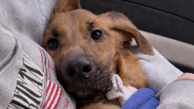 Paralyzed Dog Needs Help – Support Yuni’s Care in Manila photo