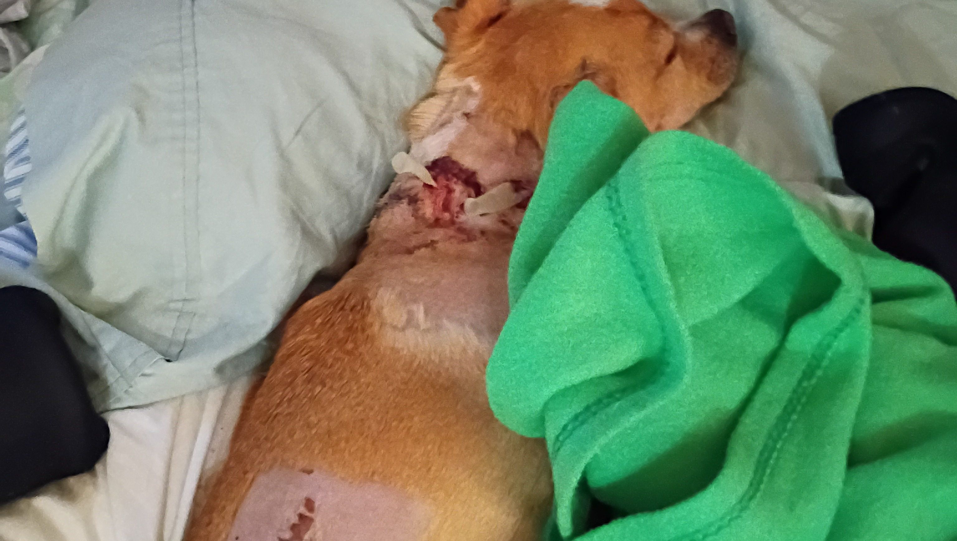 Help Sunny & Me Find Safety After Attack photo