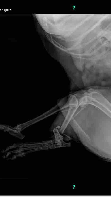 Saving Smurf: Funds for His Urgent Care photo