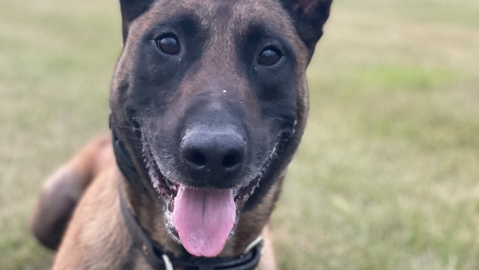 Support Retired K9 Blue photo