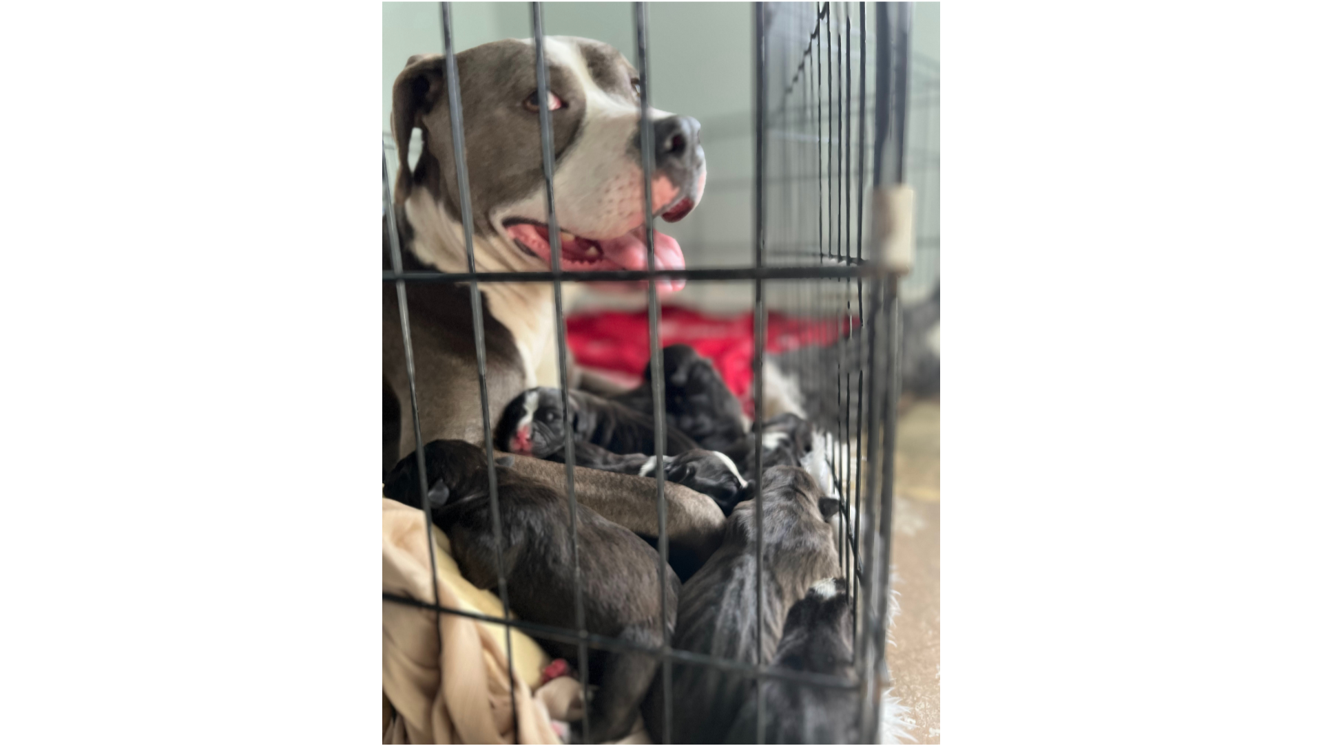 Save This Family & Build DIDAPAWS photo