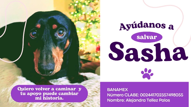 Cirugía de columna urgente para Sasha photo