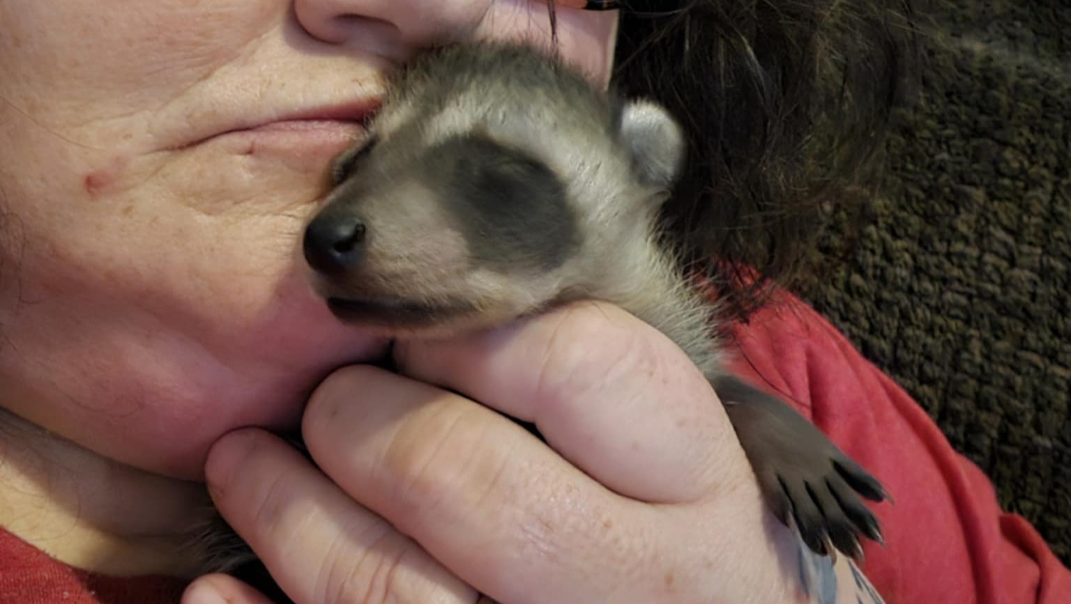 Building a Safe Haven for Rescued Animals photo