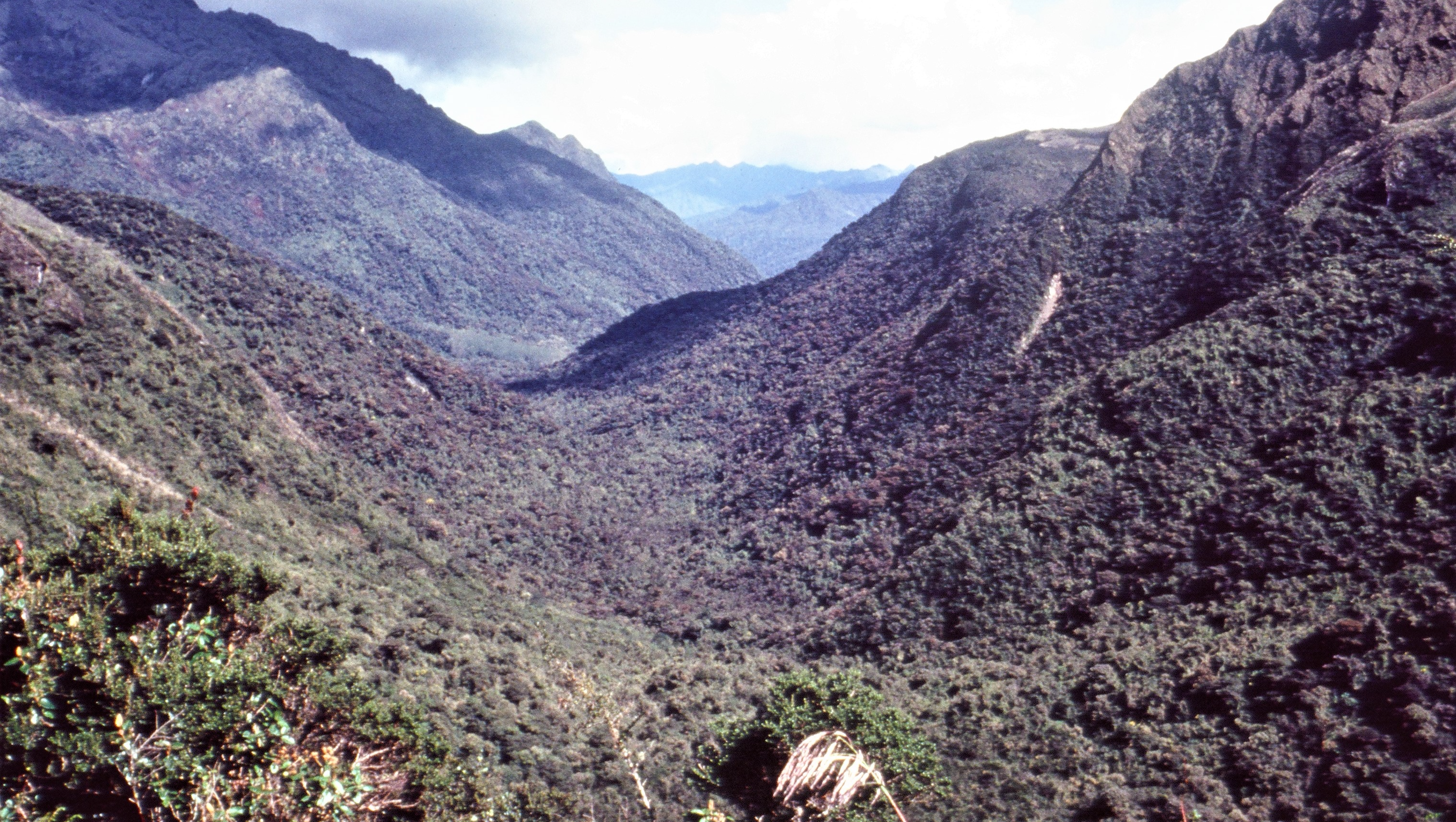 Help Protect Peru's Amazon Ecosystem Native Reserve -Urgent! photo