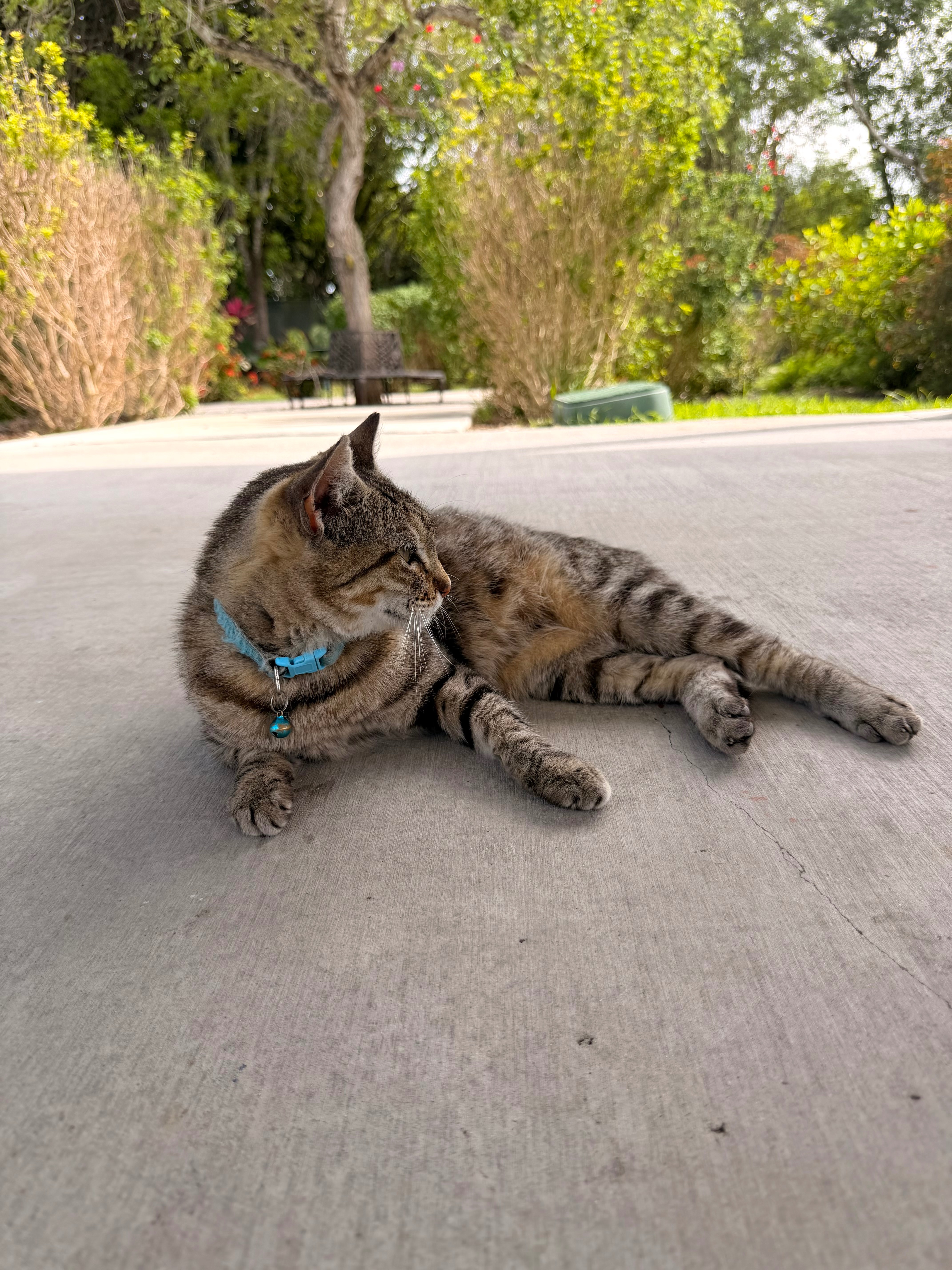 A Paw in Pain Needs Your Help — Let’s Heal Her Together! campaign photo, 4 of 4