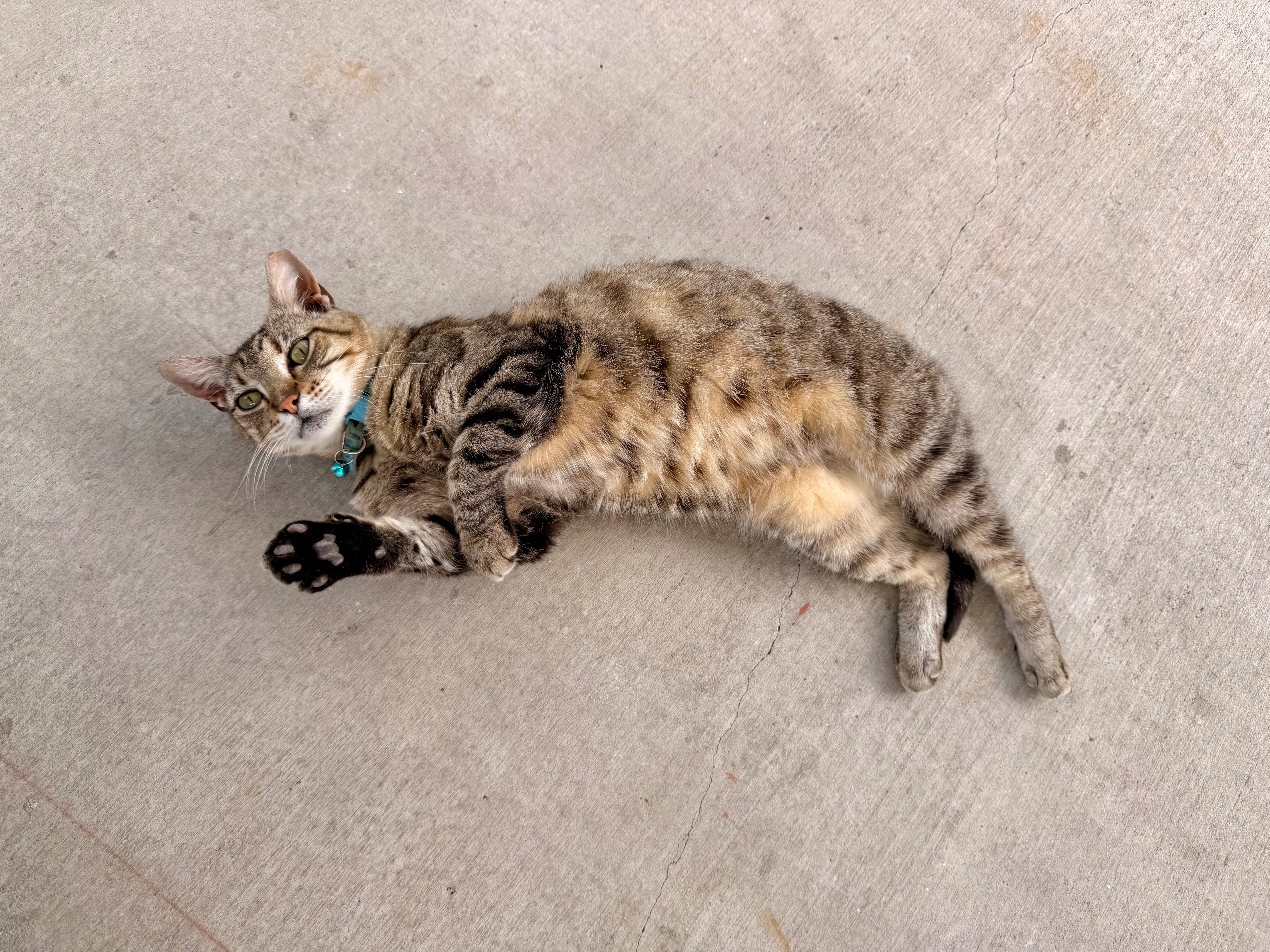 A Paw in Pain Needs Your Help — Let’s Heal Her Together! campaign photo, 2 of 4