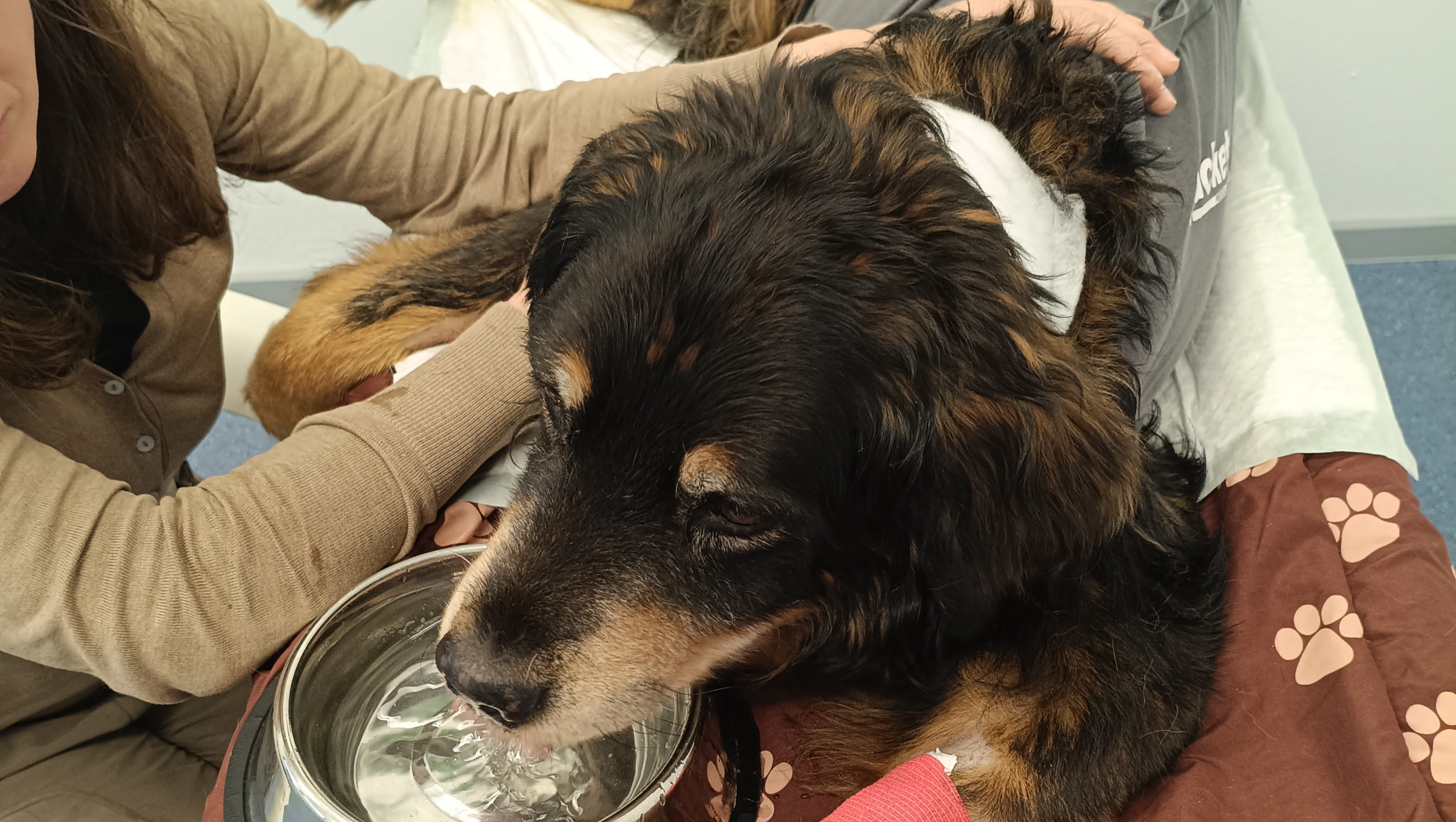 Unterstützung für Leo's Tierklinikkosten: hier ist seine... photo