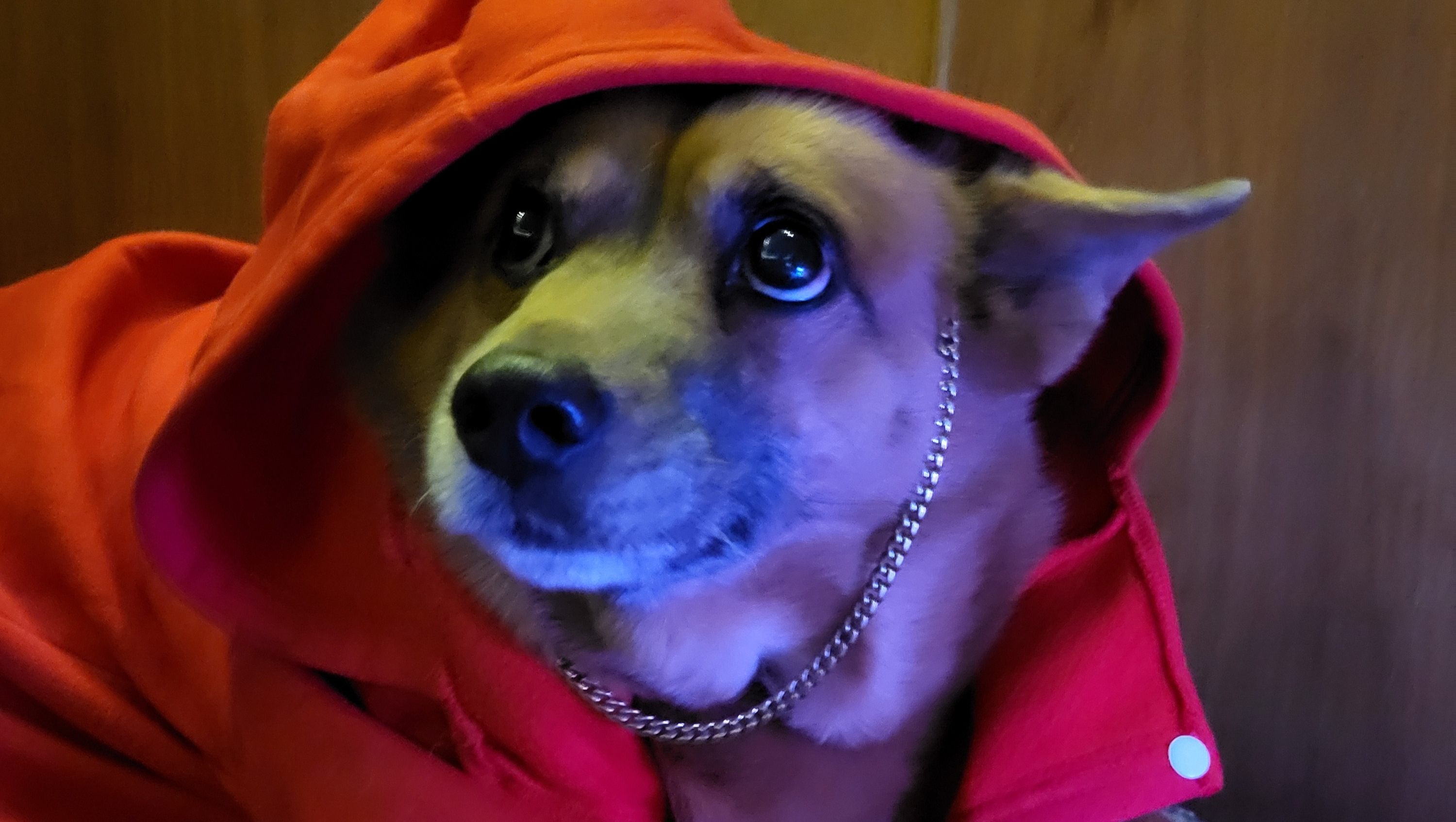 Help Savage Get Urgent Vet Care photo