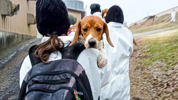 Feed 2,000 Volunteers at the Ridglan Farms Beagle Rescue photo