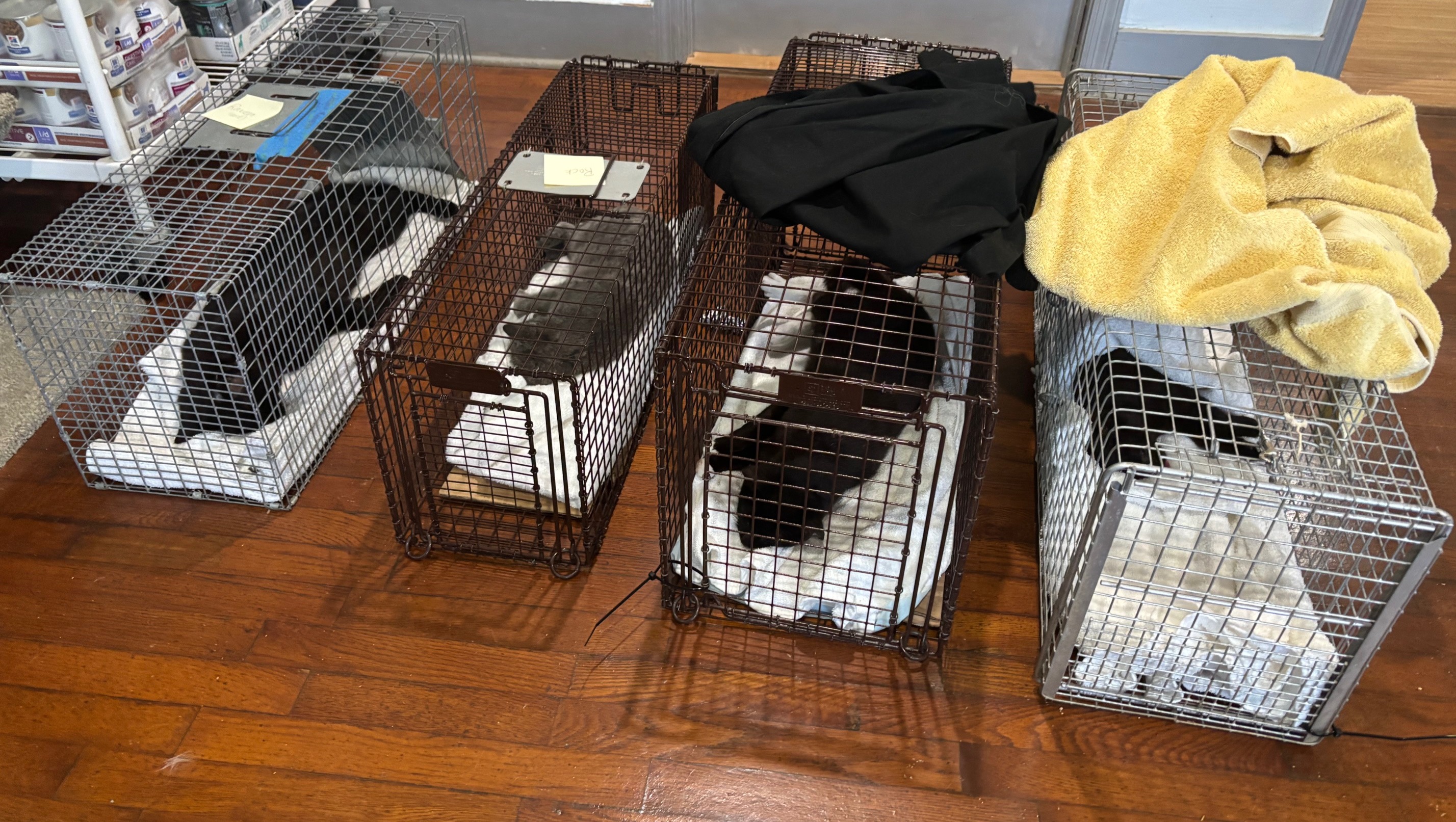 Help Us Care for Belle Isle Cat Colony photo