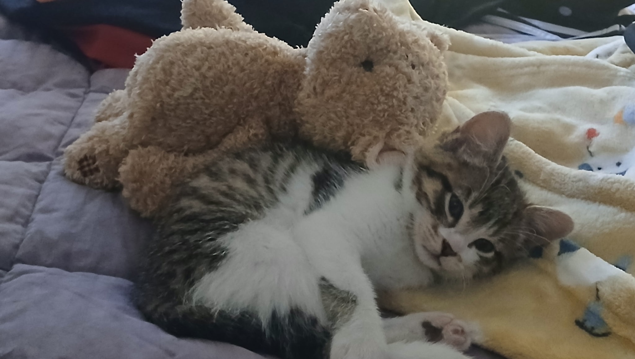 Sandy Butler Rbom Fundraiser by Sandy Gibbs Butler : Help Andre Reunite with His Kitty