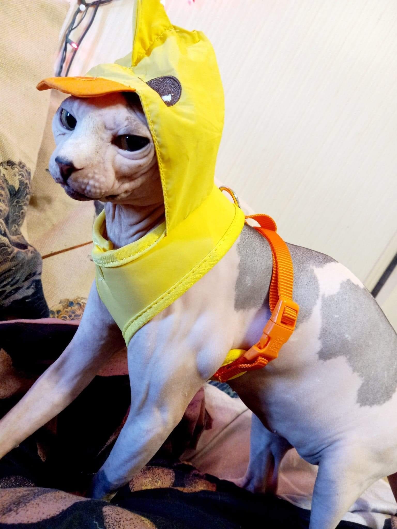 Fundraiser by Barbara Hernandez : Help Beerus Get Life-Saving Surgery