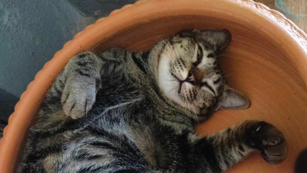 Turning Grief into Hope: Sid’s family Rescue Fund photo