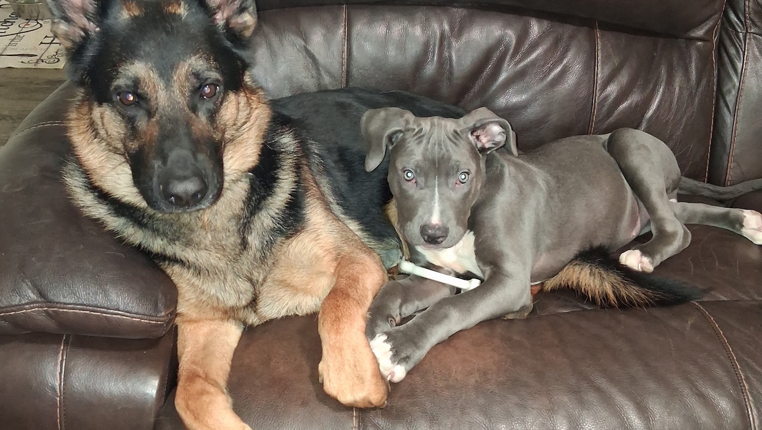 Donate to Save Talon’s Life photo