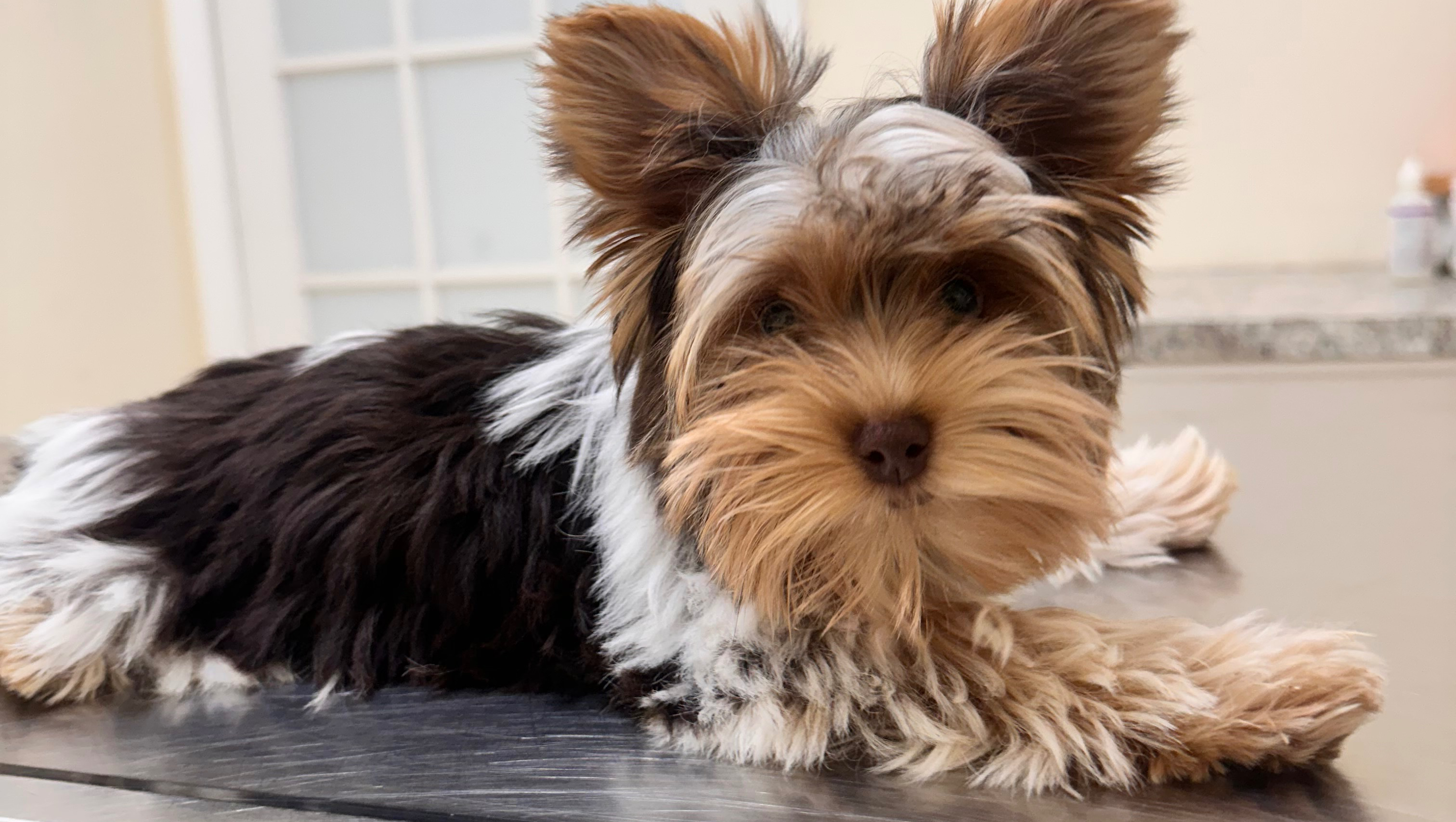 Help Sanji the Yorkie Puppy Get Surgery photo
