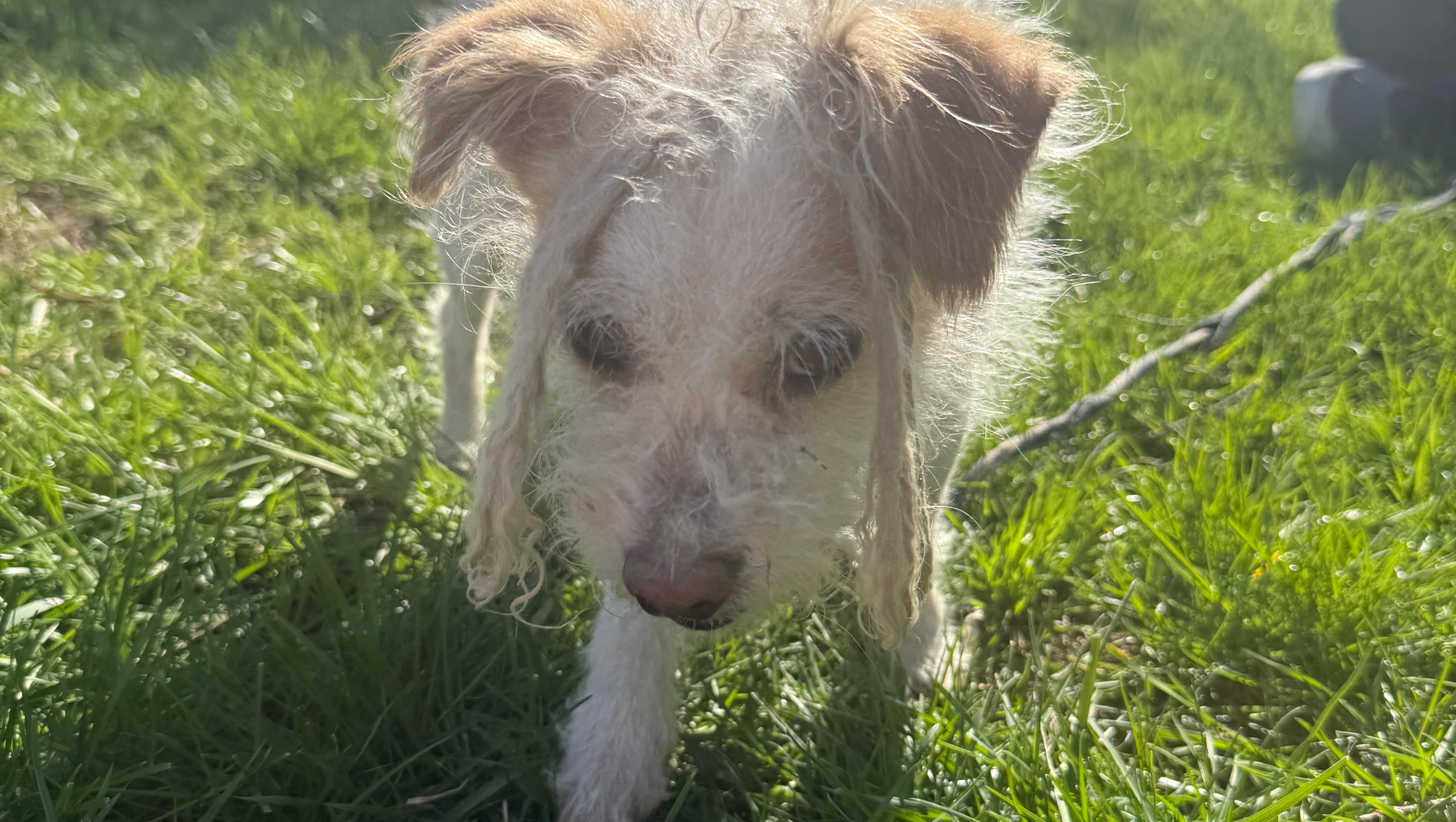 Pancho's owner was deported, he needs help! photo