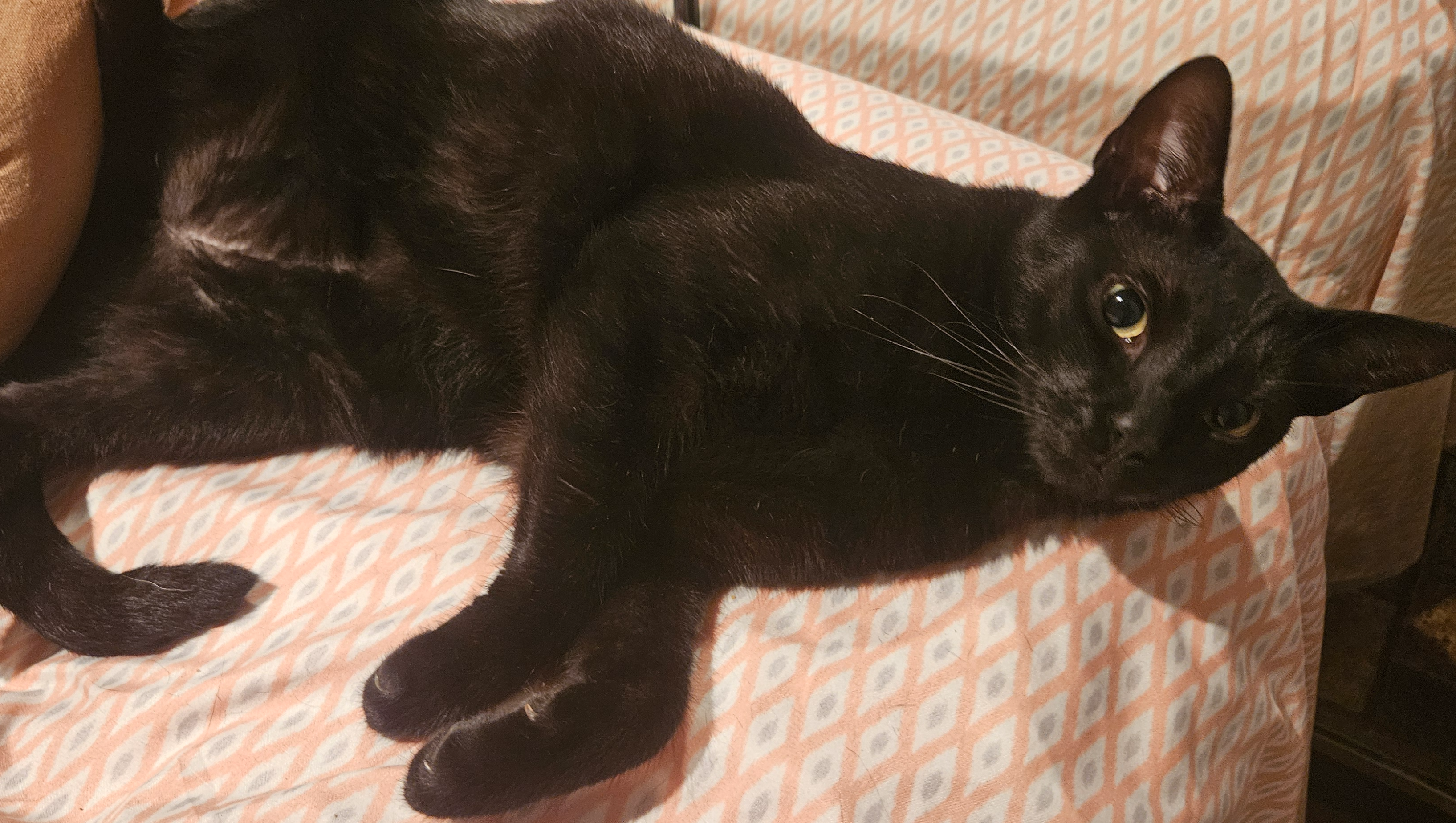 Help Mr. Bean Fight Heart Failure photo