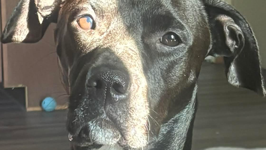 Help Onyx Heal After Hit-and-Run photo