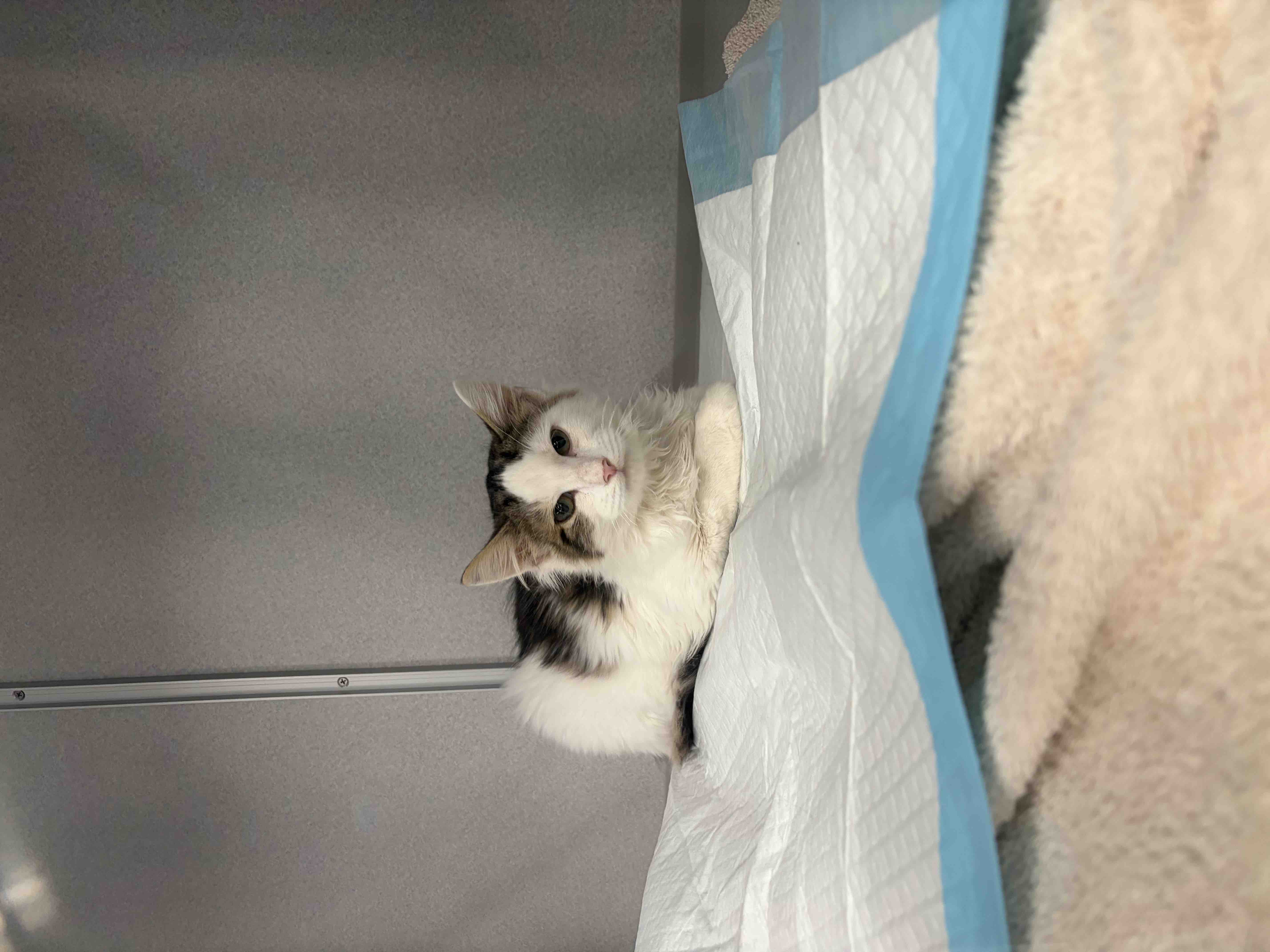 Help Support Kitten Cuddle Club’s Medical Fund campaign photo, 5 of 6