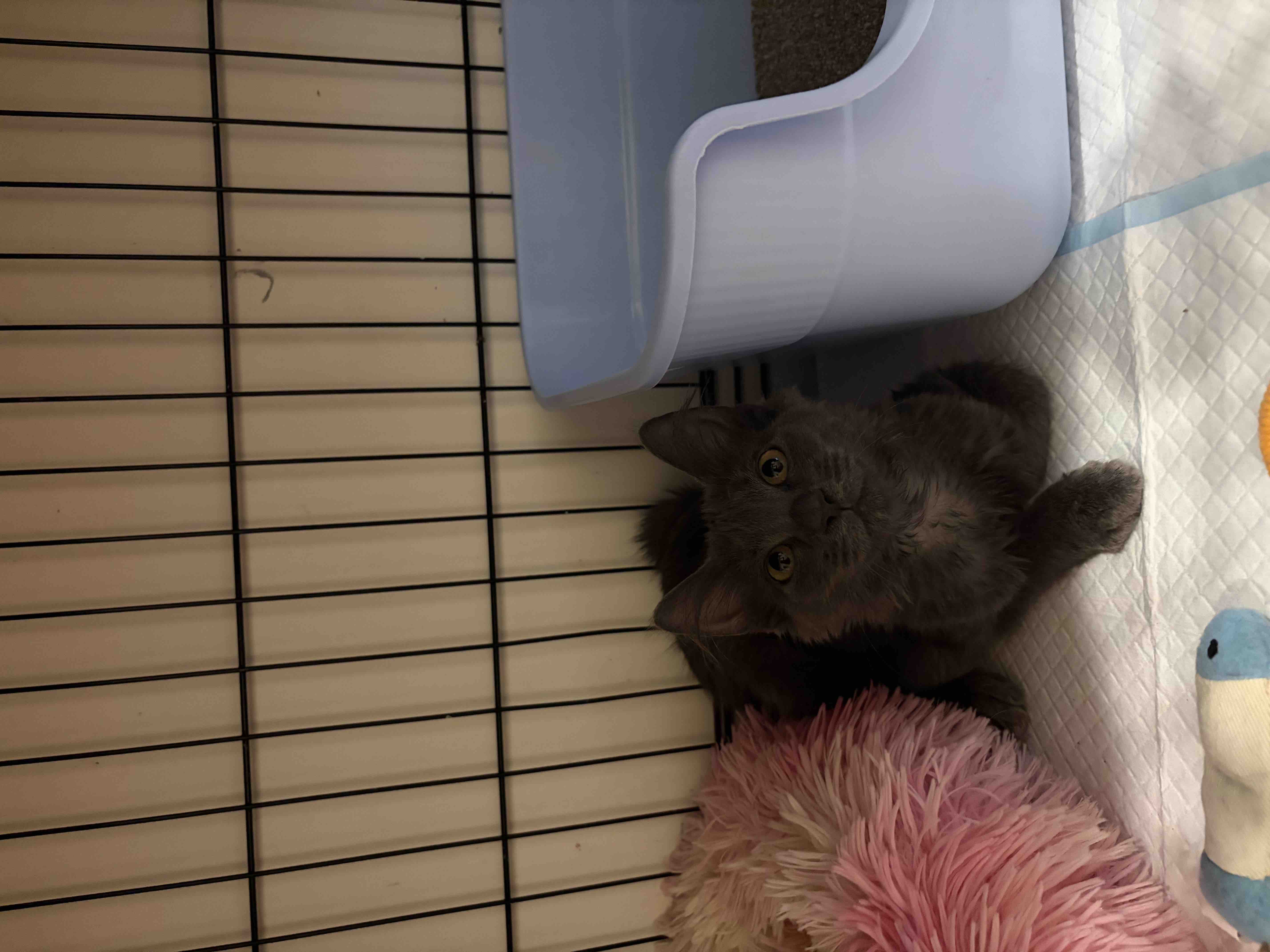Help Support Kitten Cuddle Club’s Medical Fund campaign photo, 2 of 6