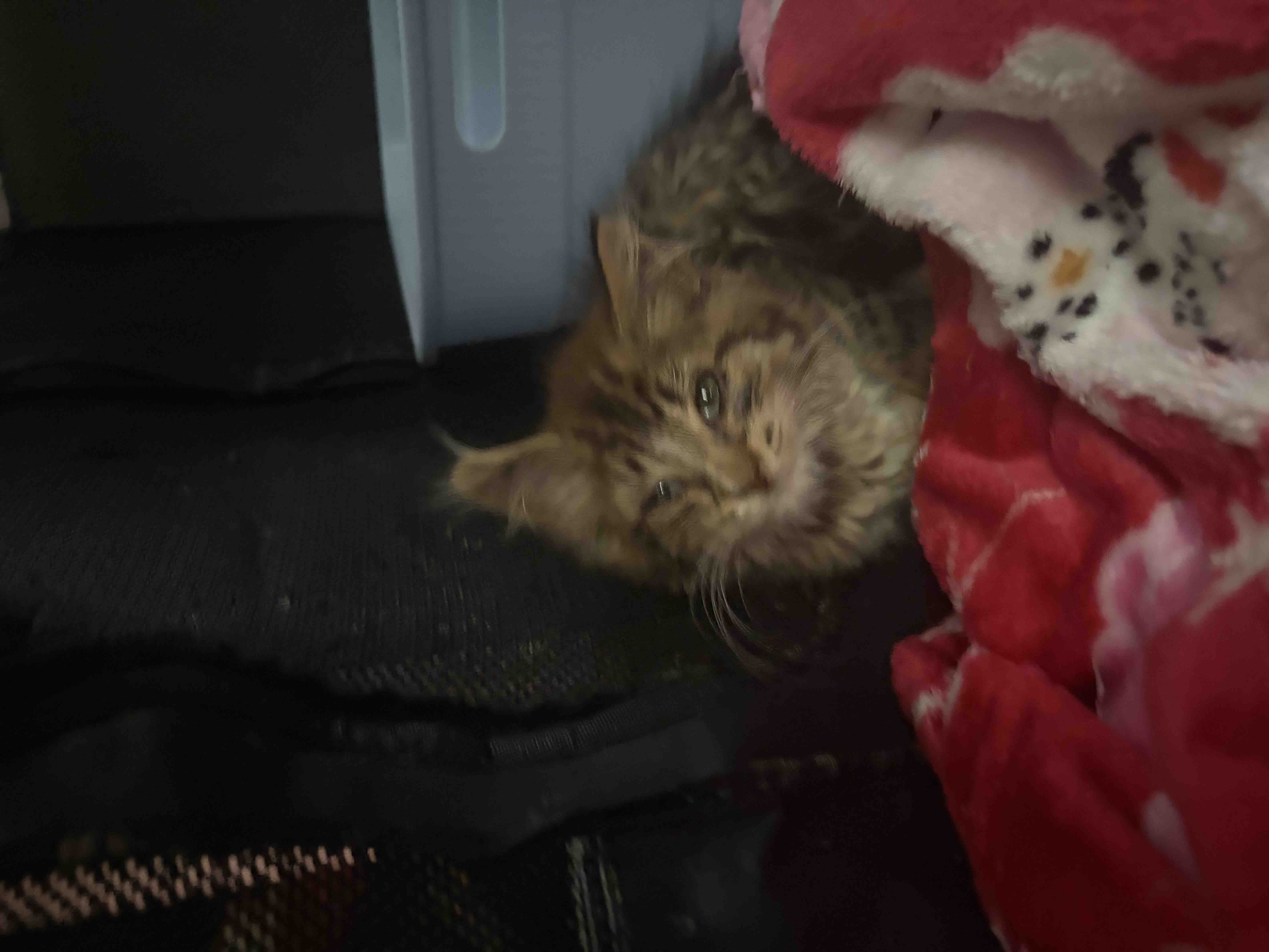 Help Support Kitten Cuddle Club’s Medical Fund campaign photo, 4 of 6