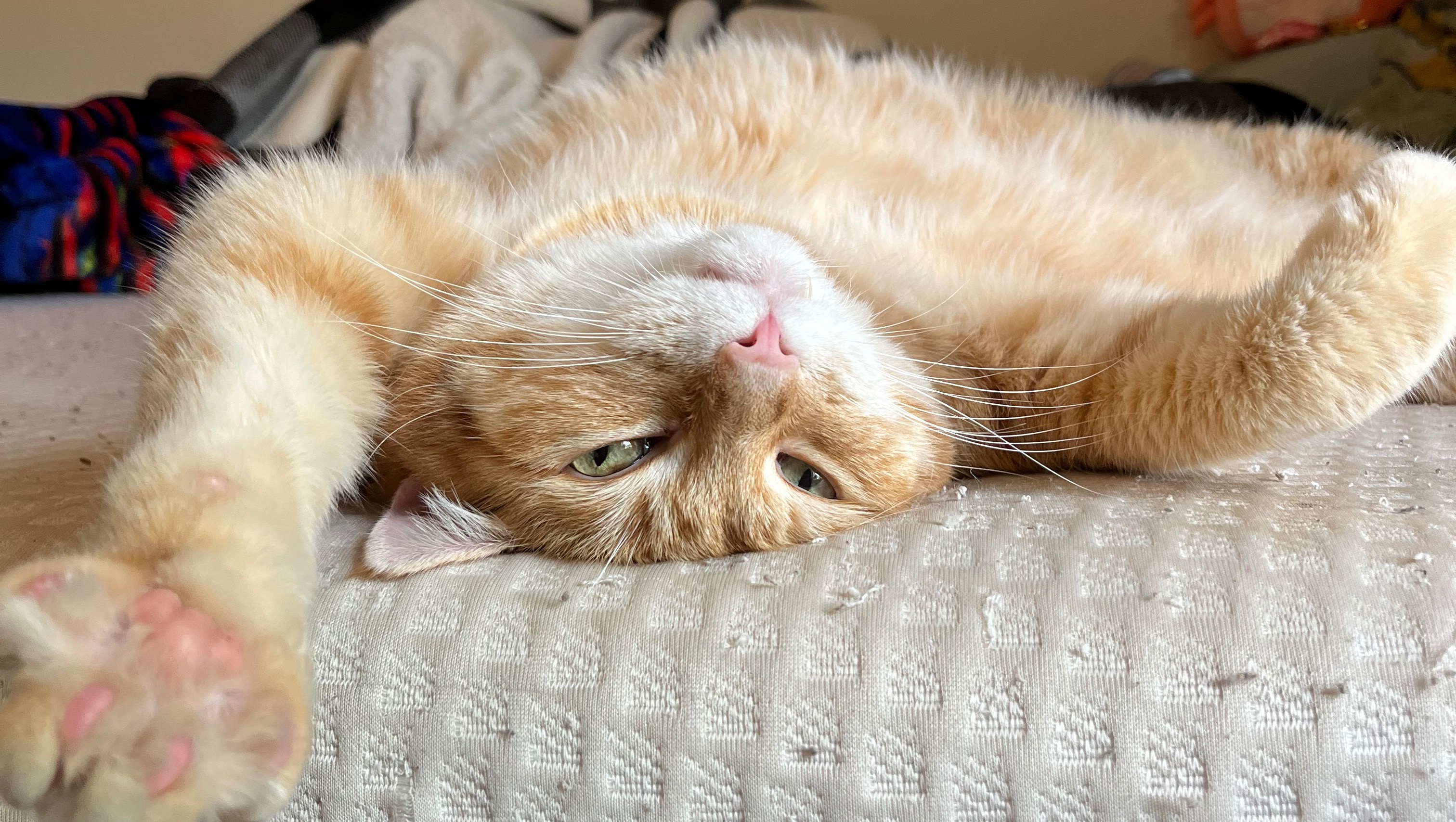 Help Dookie Get His Tooth Surgery photo