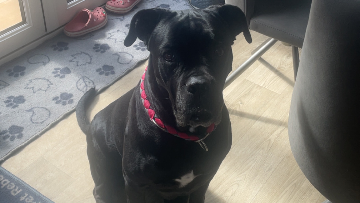 Prues hip replacement  photo