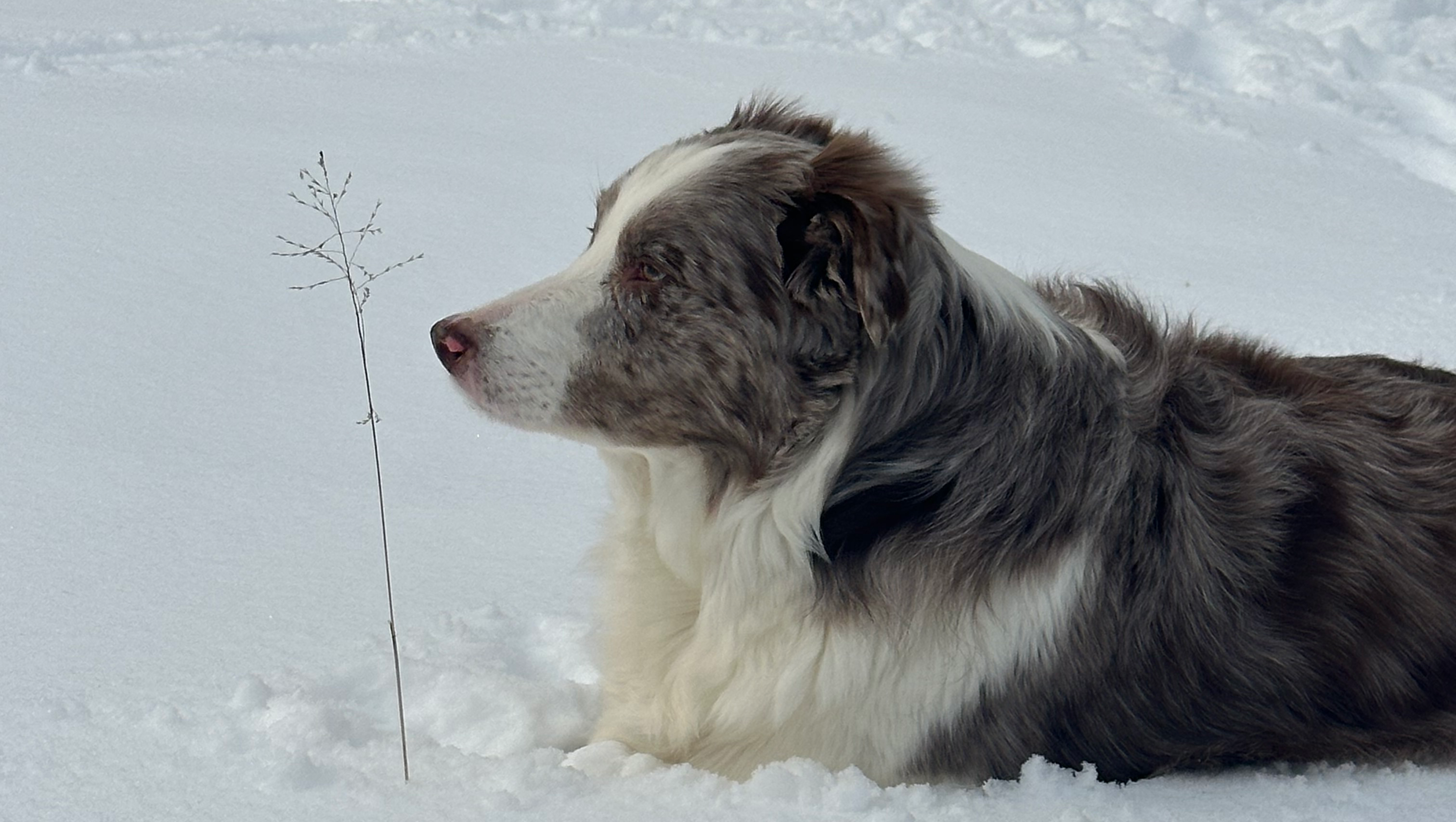 Help Save Cooper: Emergency Surgery Needed photo