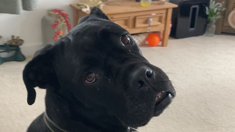 Help prue get her surgery photo