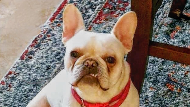 Help Save Lotus Layne, My Lifesaving Friend photo