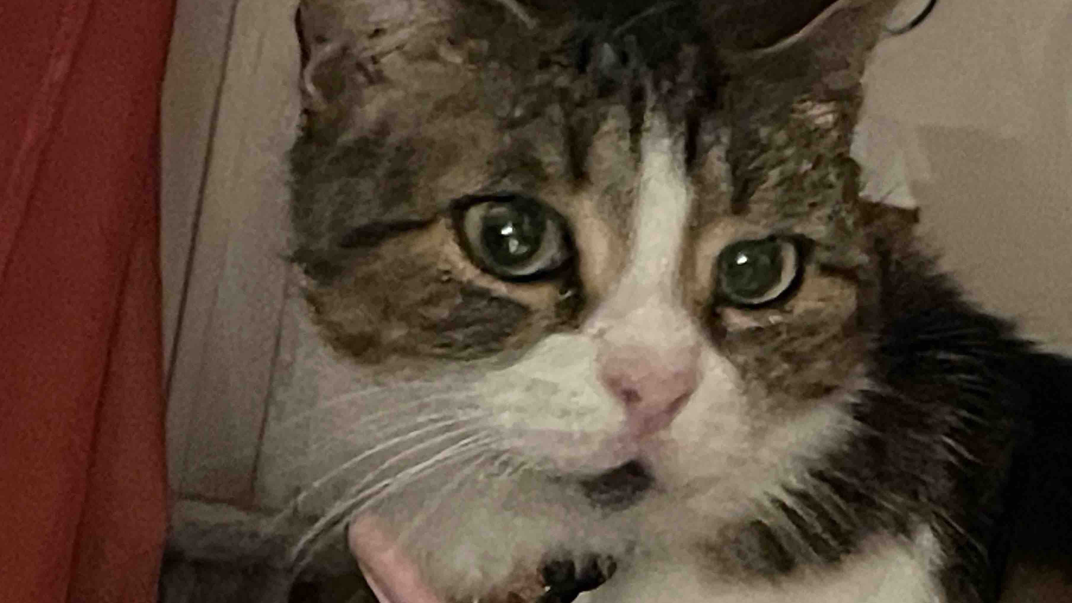 Help Melissa and Her Pets Find Safe Shelter photo