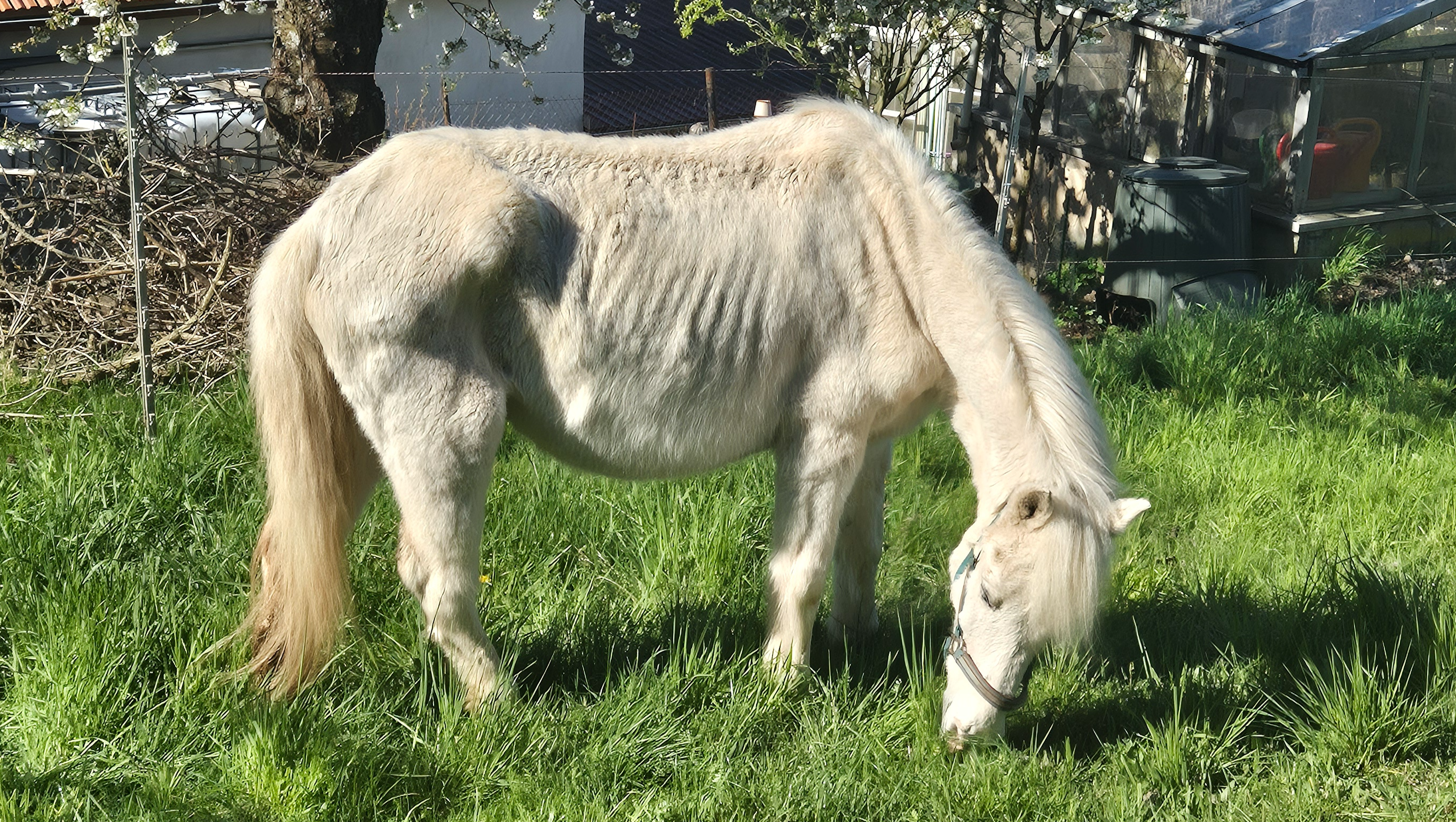 Wir benötigen dringend Hilfe für unser Pony photo