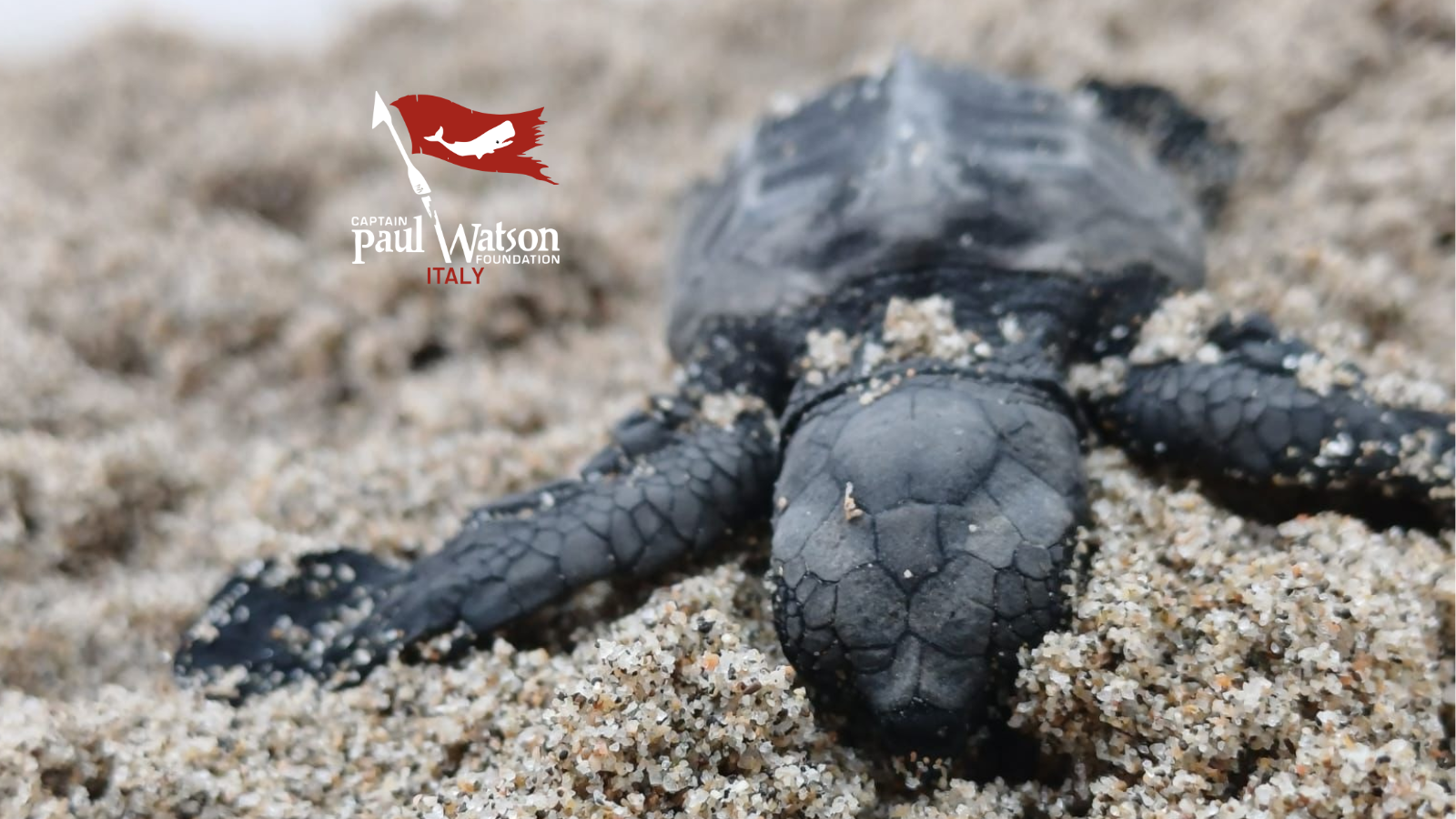 Honu Hui Experience Salvaguardia tartarughe campaign photo, 2 of 7