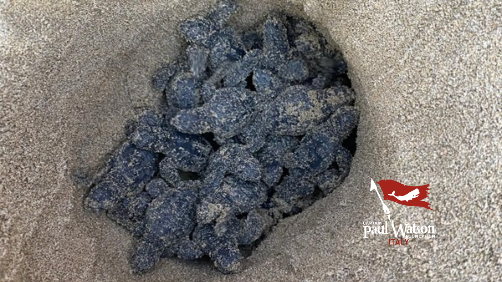 Honu Hui Experience Salvaguardia tartarughe campaign photo, 4 of 7