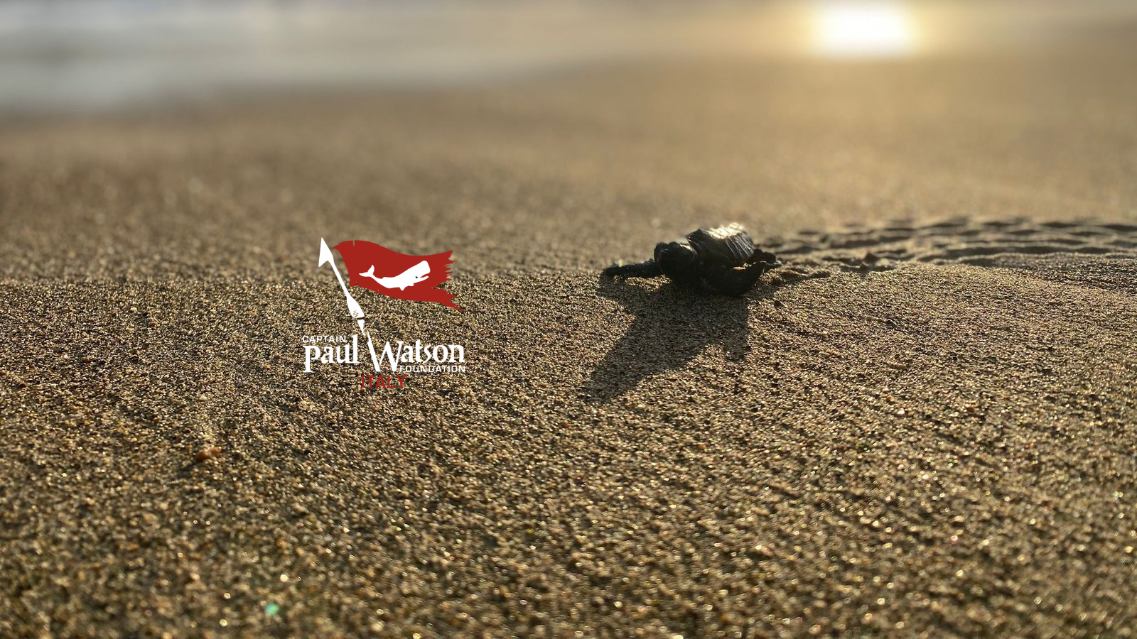 Honu Hui Experience Salvaguardia tartarughe campaign photo, 5 of 7